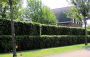 Groene Beuk 180-200cm (12 ltr pot) 