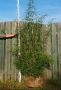 Fargesia robusta Campbell 180-200cm met kluit