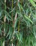 Fargesia robusta Campbell 180-200cm met kluit