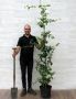 Groene Beuk 180-200cm (12 ltr pot) 