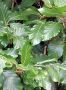 Groene Beuk 180-200cm (12 ltr pot) 