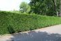Thuja Brabant 200-225cm met kluit