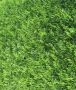 Thuja Brabant 200-225cm met kluit