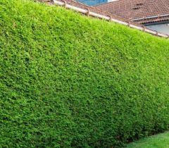 Thuja occidentalis 'Brabant'