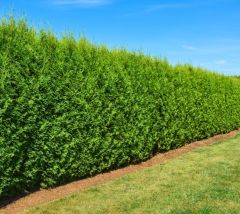 Thuja occidentalis 'Brabant'