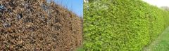 Haagbeuk 40-60cm - pot 2L