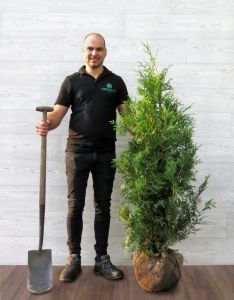 Thuja Brabant 125-150cm met kluit