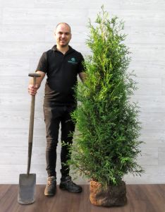 Thuja Brabant 150-175cm met kluit