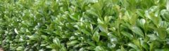 Laurier Etna 40-60cm - pot 7,5L