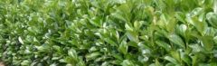 Laurier Etna 40-60cm - pot 7,5L