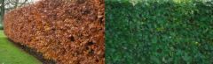 Groene Beuk 60-80cm - pot 2L