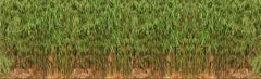 Fargesia Jiuzhaigou 60-80cm - pot 5L