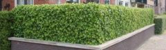 Hedera Hibernica 125-150cm - pot 2L 