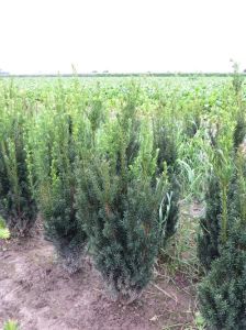 Taxus media 'Hillii' 80-100cm kluit