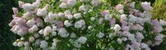 Pluimhortensia 'Grandiflora' 30-40cm - pot 2L