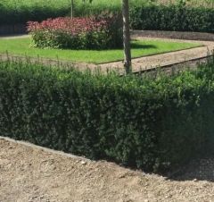 Taxus media 'Hillii'