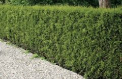 Thuja occidentalis 'Brabant'