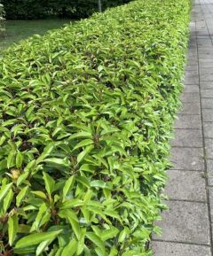 Portugese Laurier 80-100cm