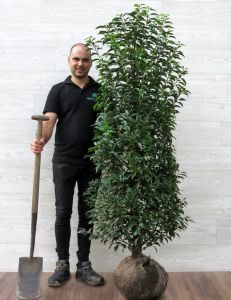 Portugese Laurier 150-175cm met kluit
