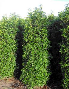 Portugese Laurier 180-200cm met kluit