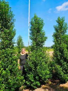 Prunus lusitanica Angustifolia als hoge haagplant