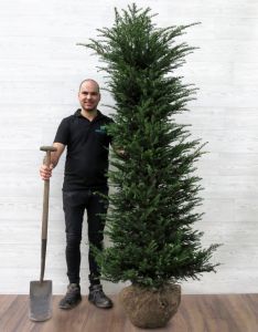 Taxus 180-200cm met kluit