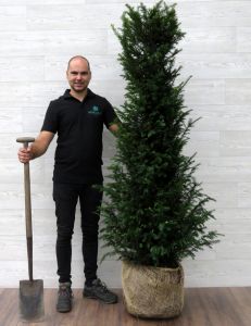 Taxus 160-180cm met kluit