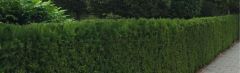 Taxus 120-140cm - pot 20L