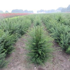 Taxus baccata hoogte 80cm