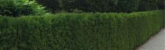 Taxus 250-275cm - kluit - Prijs op aanvraag