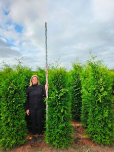 Levensboom Thuja Brabant hoogte 2 meter