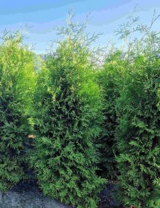 Thuja Brabant 225-250cm met kluit