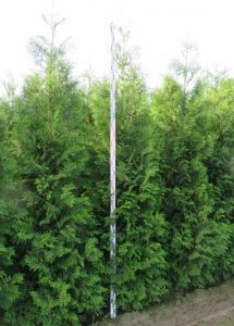 Thuja Brabant 250-275cm met kluit