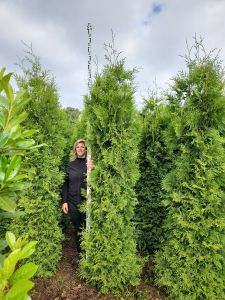 Thuja Brabant 275-300cm
