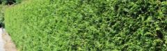 Thuja Brabant 150-175cm - pot 15L