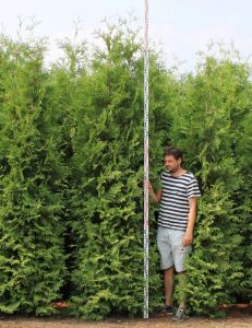 Thuja Brabant 275-300cm met kluit
