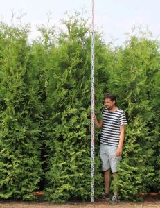 Thuja Brabant 300-325cm met kluit