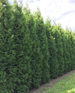 Thuja Brabant 400-450cm met kluit