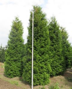 Thuja Brabant 500-550cm met kluit