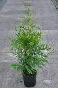 Levensboom conifeer lichtgroen Thuja Brabant