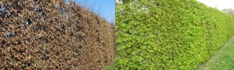 Haagbeuk 200-225cm - pot 12L