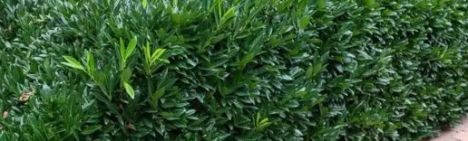 Laurier Caucasica 60-80cm - pot 7,5L