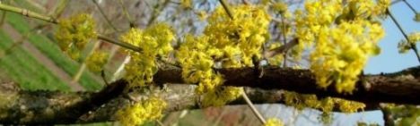 Gele kornoelje - 80-100cm - pot 7,5L