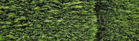 Leylandii Cypres 400-450cm - kluit