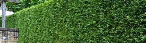 Donkergroene Thuja 80-100cm - kluit