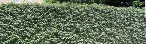 Elaeagnus ebbingei 60-80cm - pot 10L