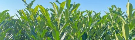 Laurier Elly 80-100cm - pot 7,5L