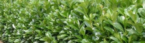 Laurier Etna 40-60cm - pot 7,5L