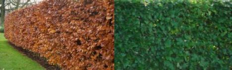 Groene Beuk 80-100cm - pot 3L