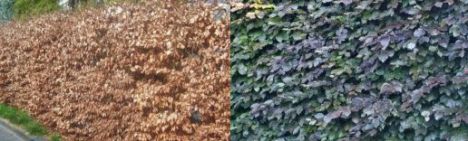 Rode Beuk 100-125cm - pot 5L